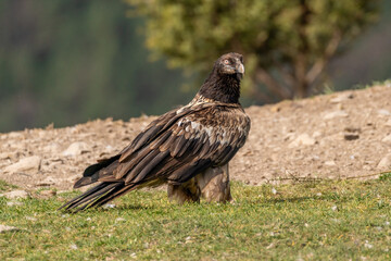 Young Bearded Vulture perched on grassy ground