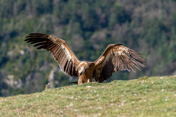 Griffon vulture perched on the ground with wings spread open