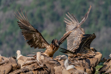 Fototapeta premium Young Bearded Vulture perched on the ground with wings spread and vultures around it