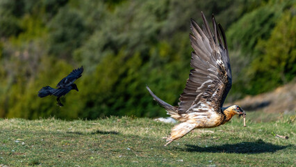 Adult Bearded Vulture flying in front of a crow with a bone in its beak
