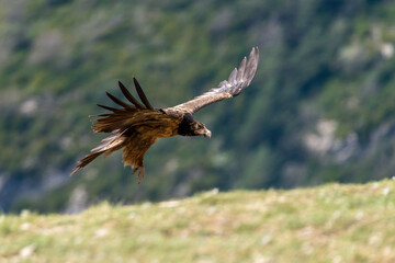 Young Bearded Vulture flying over the horizon with wings spread wide open