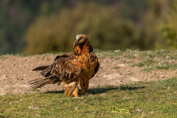 Adult bearded vulture perched on grassy ground