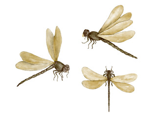 dragonfly isolated on white background