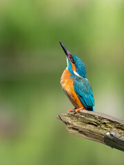 Beautiful nature scene with Common kingfisher (Alcedo atthis). Wildlife shot of Common kingfisher (Alcedo atthis) on the branch. Common kingfisher (Alcedo atthis) in the nature habitat.
