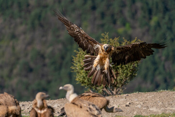 Adult Bearded Vulture landing on the ground with the vultures