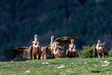 Griffon vultures perched on the ground with open wings