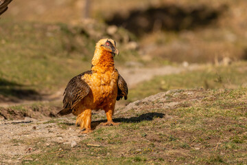 Adult bearded vulture perched on grassy ground