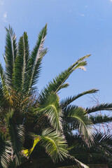 Obraz na płótnie Canvas Part of a green palm tree against the sky. Infrared style