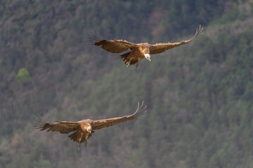 Pair of griffon vultures flying with forest in the background