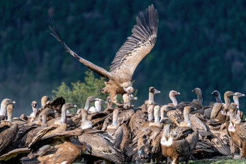 A flock of griffon vultures squabbling as they eat carrion