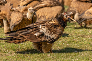 Young Bearded Vulture eating a bone while a vulture looks on