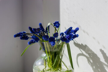 Blue Flowers under the Sun's Rays Spring Aesthetics. A bouquet of blue muscara flowers in a vase.