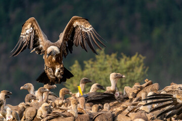 griffon vulture landing on a group of griffon vultures