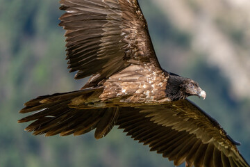 Obraz premium Young Bearded Vulture flying and looking with the forest background out of focus