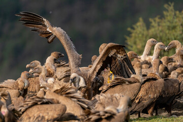 griffon vulture with wings spread over a flock of vultures