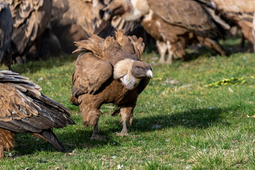 griffon vulture perched on grass with vultures in the background