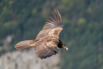 young bearded vulture flying with out-of-focus forest in the background