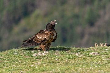 Young Bearded Vulture swallowing a bone on the ground