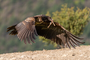 Young bearded vulture flying low with two bones in its beak