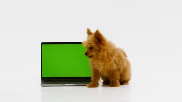A cute and fluffy puppy lies near a laptop with a green screen. Smart coder programmer uses computer. Advertisement for pet products, chroma key.