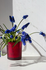 Blue Flowers under the Sun's Rays Spring Aesthetics. A bouquet of blue muscara flowers in a vase.
