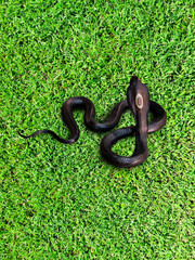 Cobra on the lawn, top view