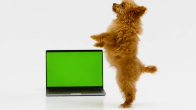 A cute and fluffy puppy lies near a laptop with a green screen. Smart coder programmer uses computer. Advertisement for pet products, chroma key.