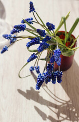 Blue Flowers under the Sun's Rays Spring Aesthetics. A bouquet of blue muscara flowers in a vase. top view