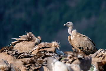 griffon vulture perched around a flock of vultures