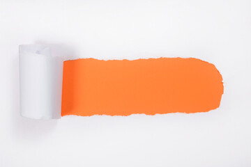 Torn white paper with curled edges. orange under white paper