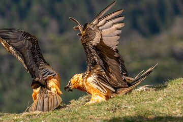 Adult bearded vulture fighting to save its beak bone