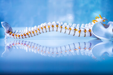 Total human spine skeleton model with beautiful reflection on glass table.Cervical, thoracic and lumbar spine to sacrum.Doctor in the orthopedic unit uses it for patient education before surgery. - obrazy, fototapety, plakaty