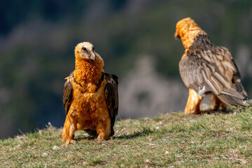 Adult Bearded Vulture perched on the ground and looking defiantly at the ground