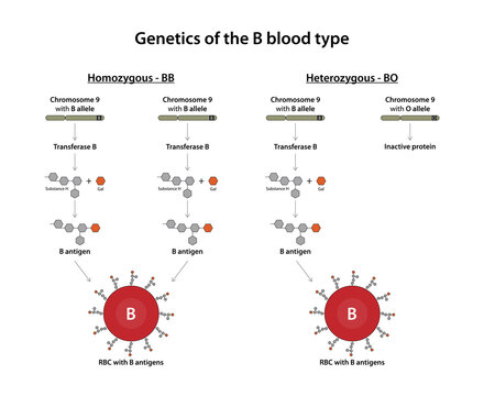 Genetics of the B blood type