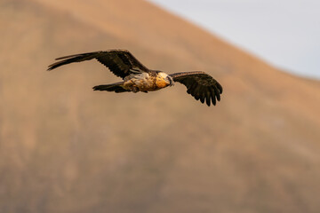 adult bearded vulture flying with out-of-focus forest background