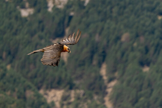 Adult Bearded Vulture flying against a forest background