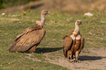 Pair of griffon vultures perched on the ground