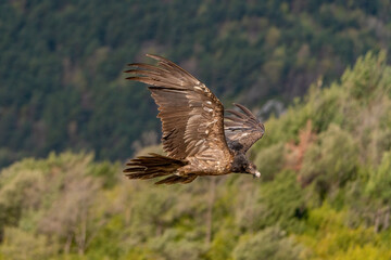 young bearded vulture flying with forest background out of focus