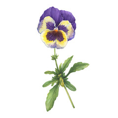 Violet and yellow garden pansy flower (Viola tricolor, arvensis, heartsease, kiss-me-quick). Hand drawn botanical watercolor painting illustration isolated on white background