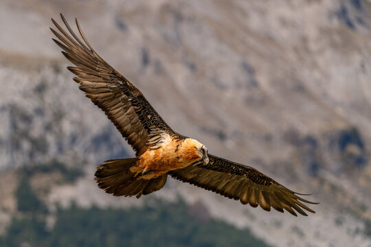 Adult Bearded Vulture flying near mountain peaks