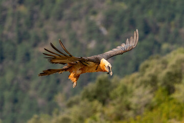 Adult Bearded Vulture flying near mountain peaks