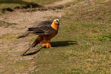 Adult Bearded Vulture perched on the ground with wings slightly open