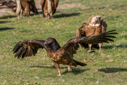 young Bearded Vulture perched on the ground with vultures around it