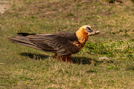 Adult bearded vulture perched on the ground with a sheep's foot in its beak