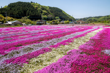茨城県常陸大宮市　小船地区の芝桜
