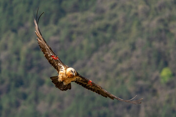 Adult Bearded Vulture flying near mountain peaks
