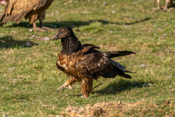 young Bearded Vulture perched on the ground with vultures around it