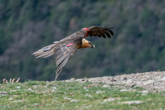 Adult bearded vulture flying very close to the ground