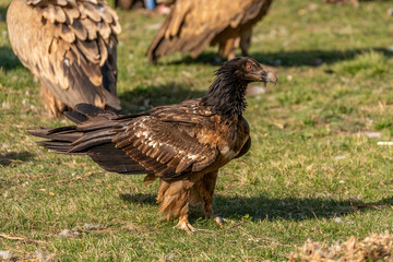 young Bearded Vulture perched on the ground with vultures around it