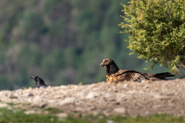 Young Bearded Vulture perched on the horizon